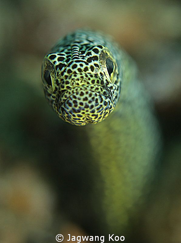 GARDEN EEL by Jagwang Koo 