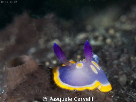 Chromodoris luteorosa

 
 by Pasquale Carvelli 
