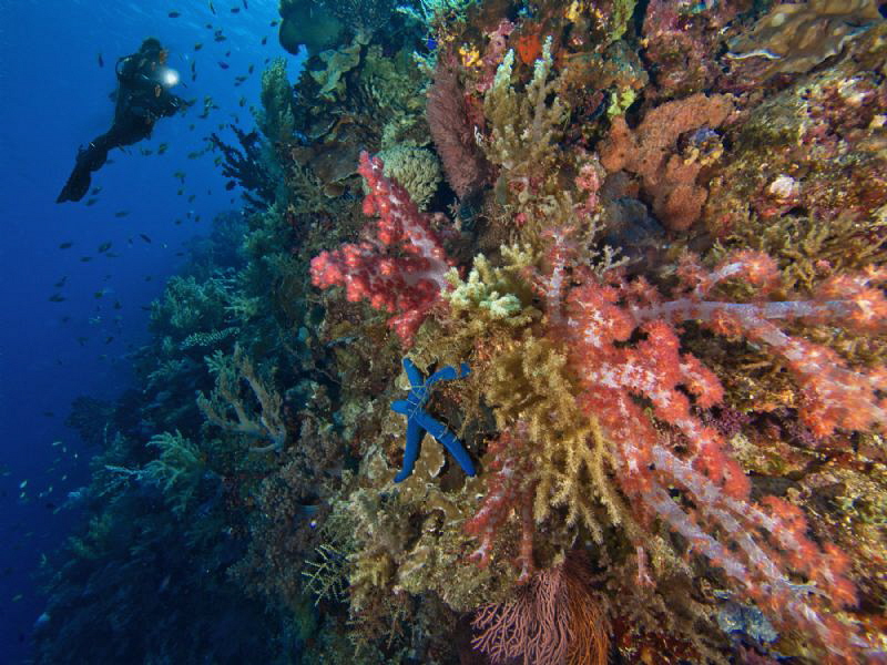 Cabilao reefscape by Alex Varani 