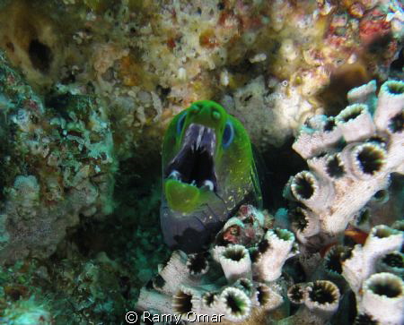 Taken By Sony DCS-W350 Cyber Shoot camera and Sony marine... by Ramy Omar 