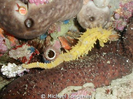 I was guiding a diver around the coastline of Marina Del ... by Michael Longman 