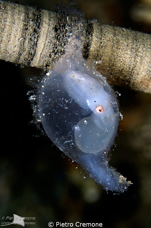 A cuttlefish egg with small baby ready to hatch by Pietro Cremone 