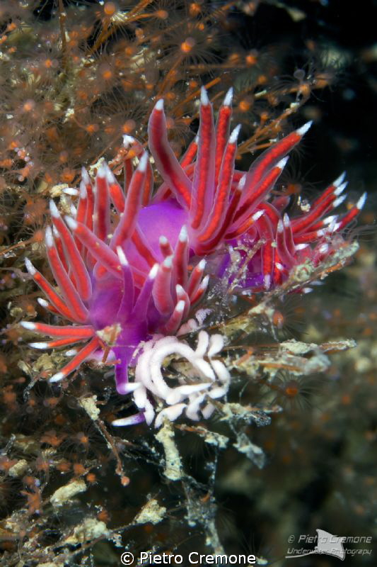Flabellina pedata with eggs by Pietro Cremone 