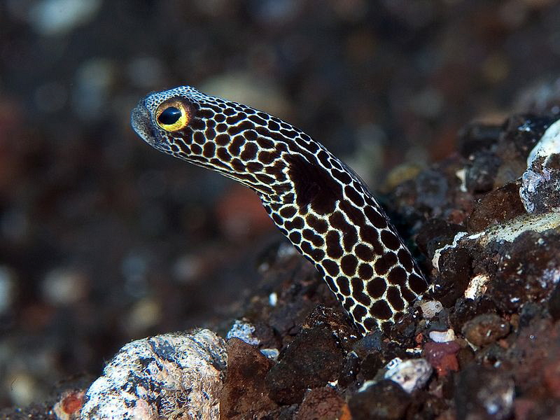 Garden Eel, Kubu by Doug Anderson 