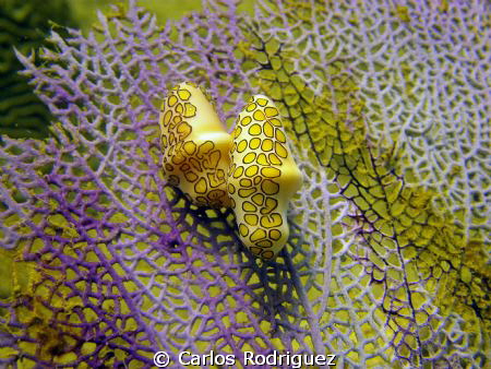 A pair of Flamingos Tongue mating on a Sea Fan Coral. by Carlos Rodriguez 
