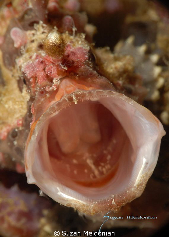 Warty frog fish bellowing by Suzan Meldonian 