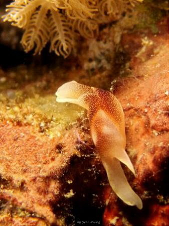 elegant nudibranch
I took this pic with my Canon IXUS 95... by Seania Wing 