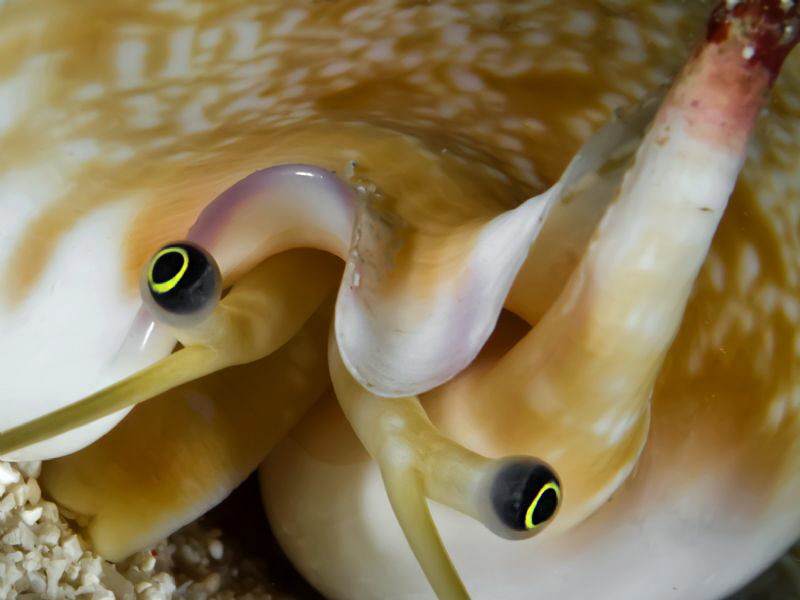 Strombus sp. - close up - by Alex Varani 