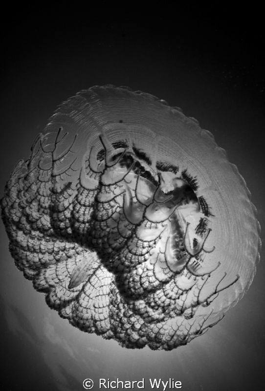 "Art in Nature" by Richard Wylie 