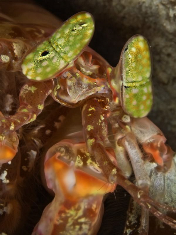 Eyes...
(Lysiosquillina sp.) by Alex Varani 