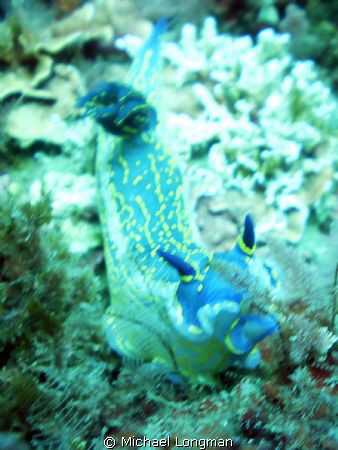 This is a 6 inch Giant Doris I encountered whilst drift d... by Michael Longman 