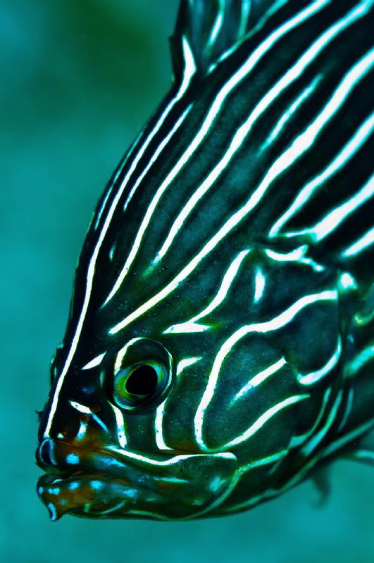 Soapfish by Paul Colley 