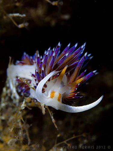 Cratena Peregrina - Levanto - Itlay by Pietro Formis 
