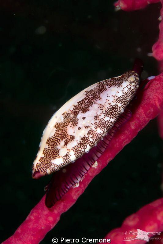 Neosimnia spelta on gorgonian by Pietro Cremone 