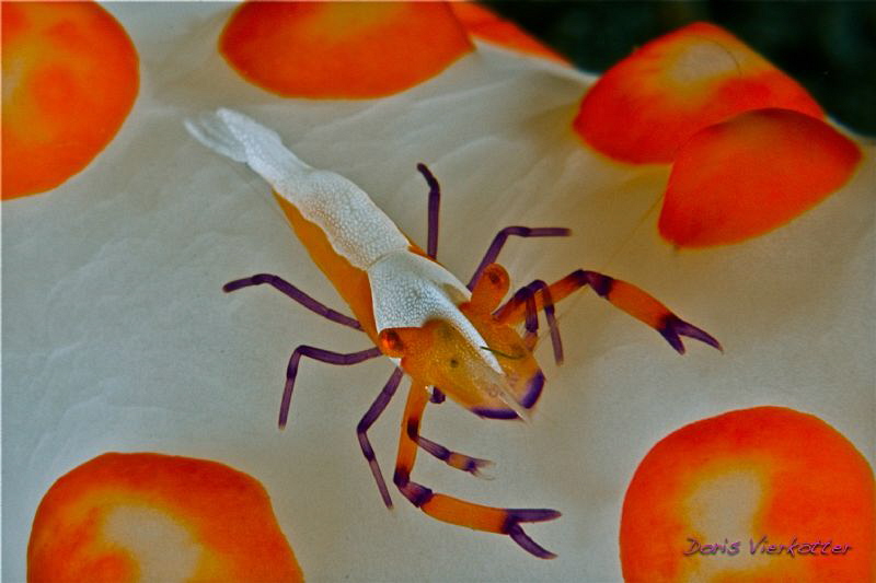Orange points by Doris Vierkötter 
