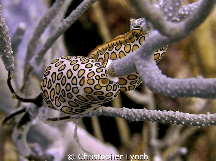 flamingo tongues ....no STROBE by Christopher Lynch 