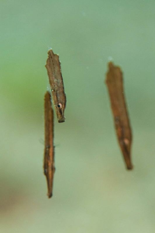 A triplet of juvenile Robust Ghost Pipefish by Paul Colley 