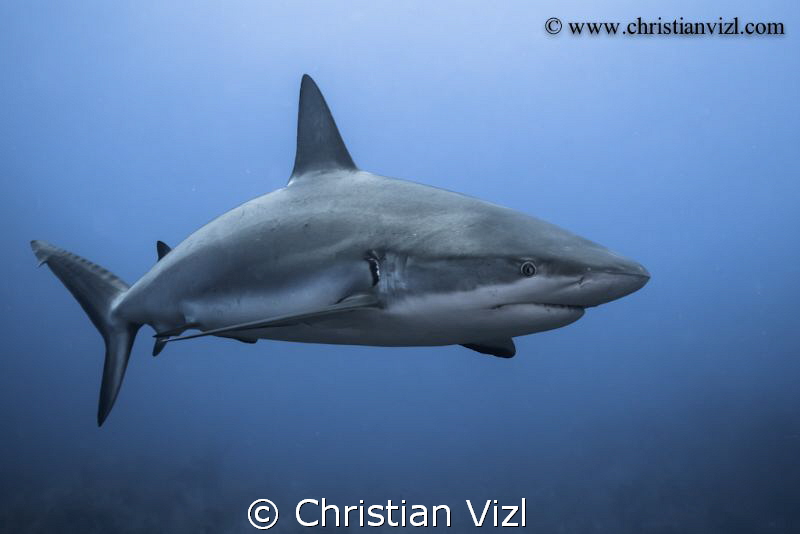 Portrait of a caribbean reef shark at Jardines de la Rein... by Christian Vizl 