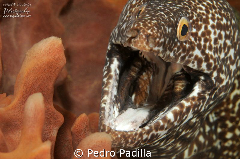 Spotted Ell smile! by Pedro Padilla 
