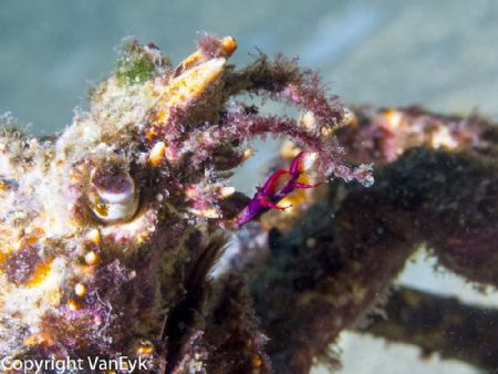 Spider crab ready to moult.  It even has algal growth on ... by Bill Van Eyk 