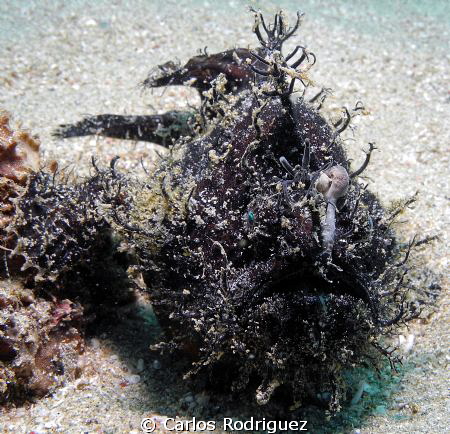 Dark Striated Frogfish, depth 27 feet. by Carlos Rodriguez 