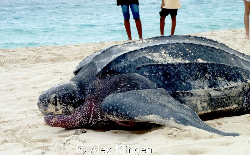 Taken a while ago, just found the pics. Giant leatherback... by Alex Klingen 