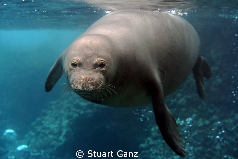 Hawaiian Monk seal by Stuart Ganz 