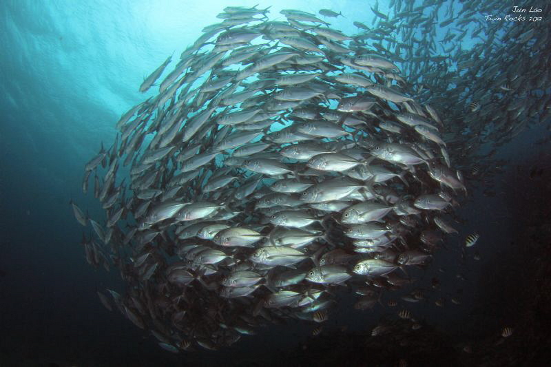 fish ball by Yagit Diver 