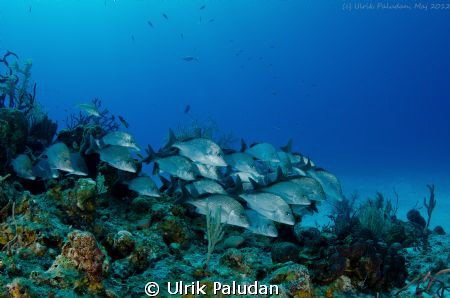School of snappers by Ulrik Paludan 