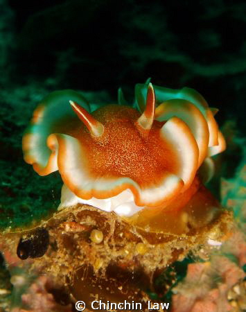 red-margined glossodoris by Chinchin Law 
