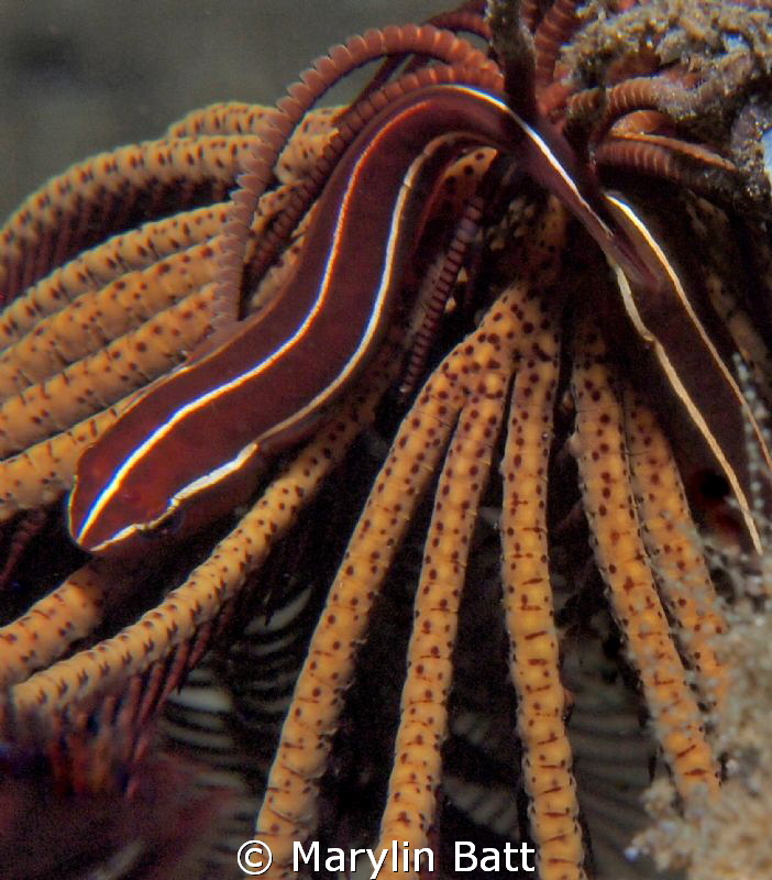 Cling Fish on Crinoid, seen on night dive. by Marylin Batt 