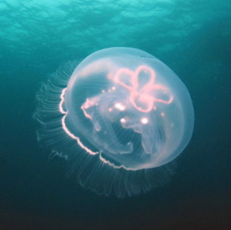 This was taken off the SE coast of Puerto Rico near the i... by John Thompson 