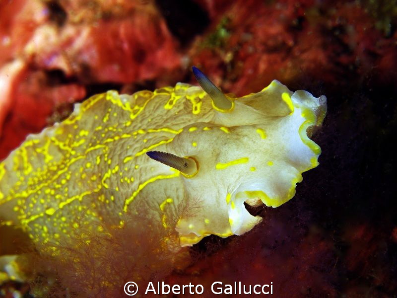 Hypselodoris elegans by Alberto Gallucci 