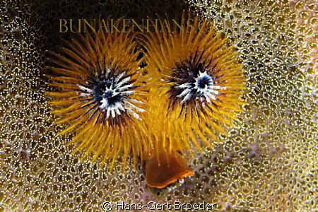 Sea Christmas Tree
   Sea Christmas Duck?  
   www.buna... by Hans-Gert Broeder 