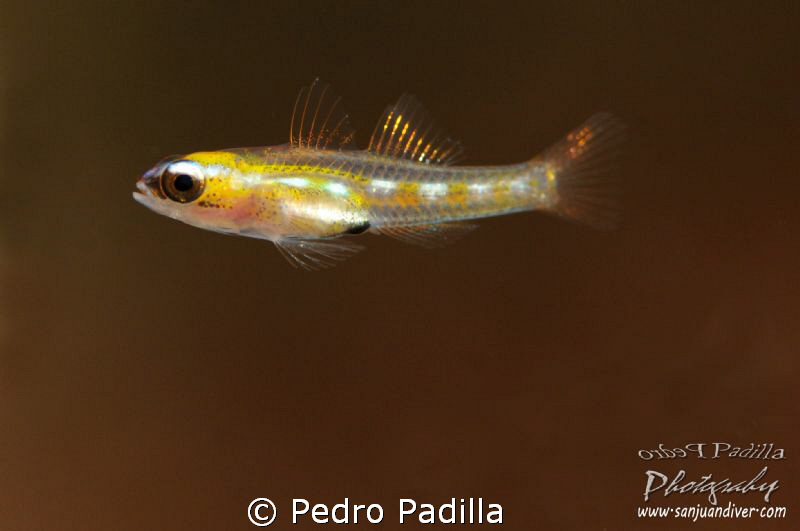 Nikon D300 with 105mm lens + canon 500D by Pedro Padilla 