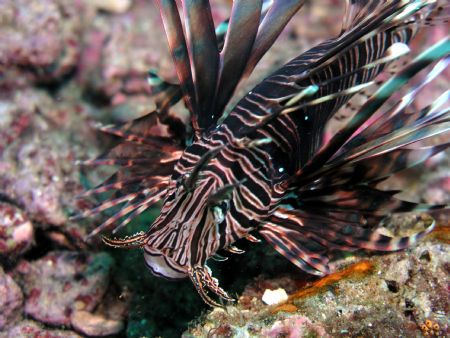 up close to NC Lion fish by Joe Kamer 