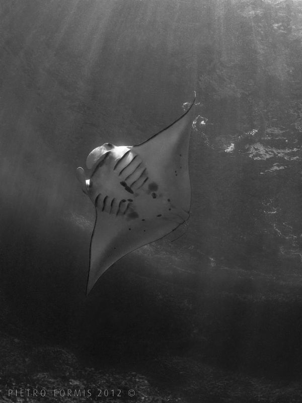 Manta Ray in Nusa Penida by Pietro Formis 