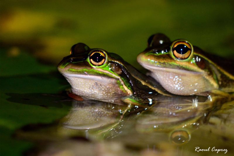 Buddies by Raoul Caprez 