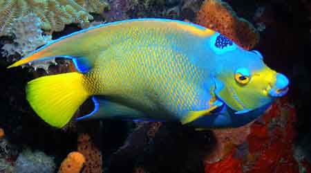 Queen Angel 
Taken in Bonaire, the 1st time ever using m... by Jeni Tyrell 