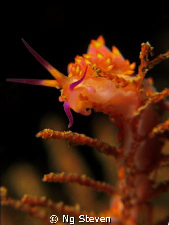 Flabelina climb to the top and on shipwreck. Better view ... by Ng Steven 