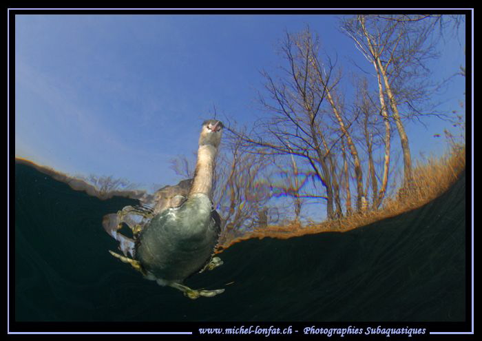 A young Great Crested Grebe. by Michel Lonfat 