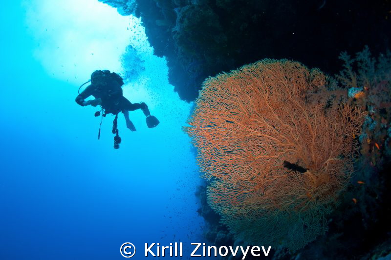 Diver and gorgonia by Kirill Zinovyev 