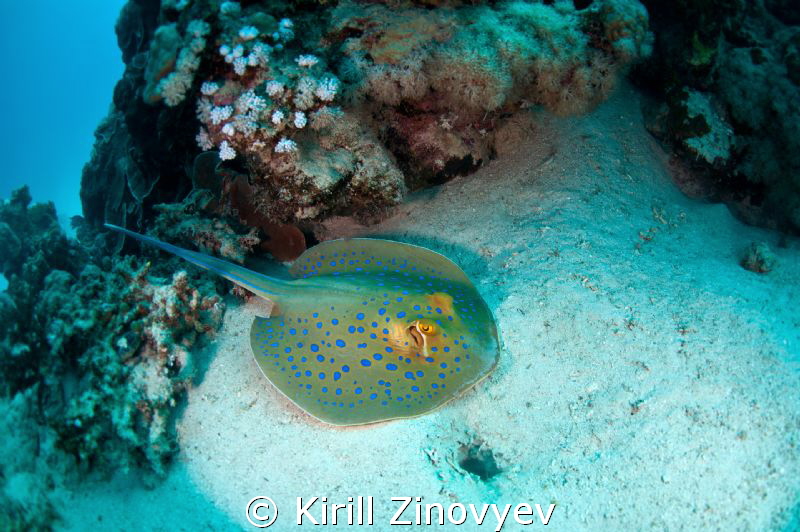 Blue spotted manta ray by Kirill Zinovyev 