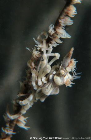Xeno Crab, Size: 2cm, 6m depth, Port Island, Sai Kung, Ho... by Sheung Yue Alan Wan 