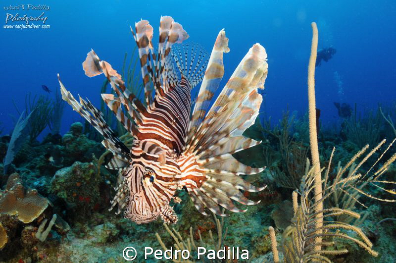 Lionfish by Pedro Padilla 