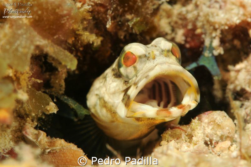 Big Mouth by Pedro Padilla 