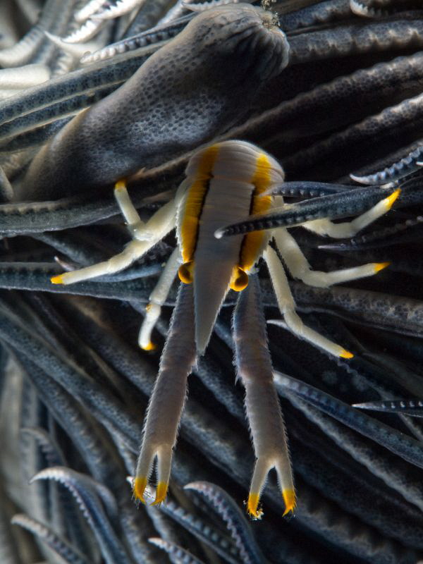 Allogalathea elegans  - low sideward light- by Alex Varani 