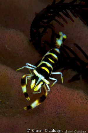 Periclemenes cornutus by Gianni Cicalese 