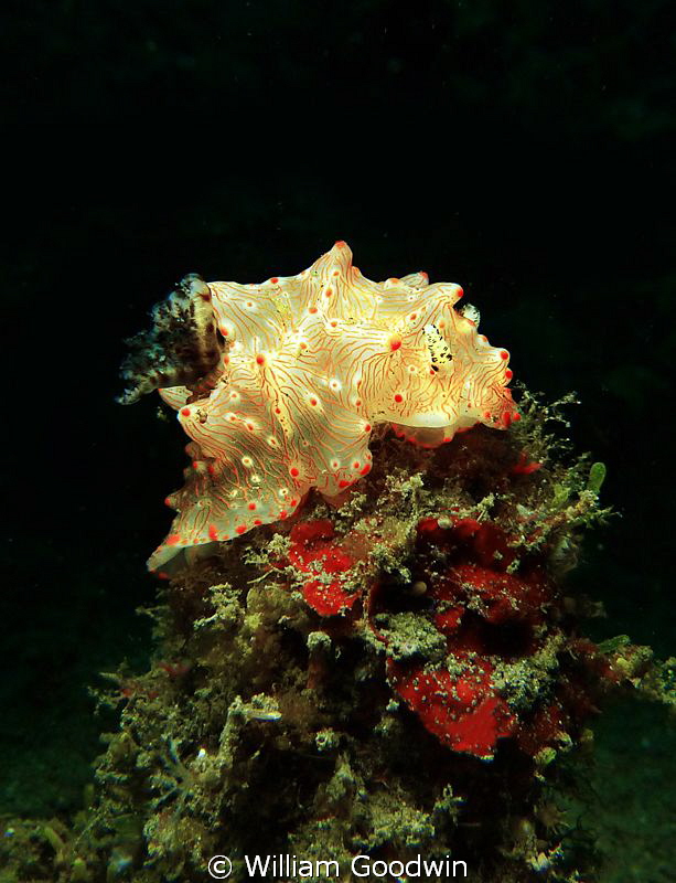On top of the world! Lembeh Strait. by William Goodwin 