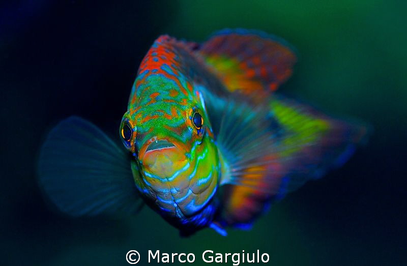 look me by Marco Gargiulo 